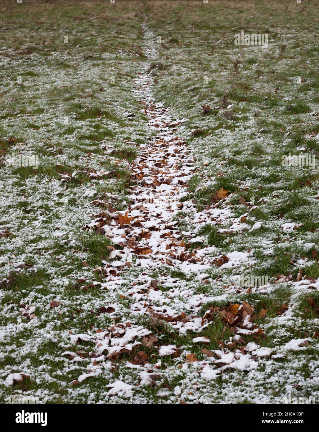 Beverley Westwood gemeinsame Weide mit leichtem Stauben von Schnee Winter 2021 Stockfoto