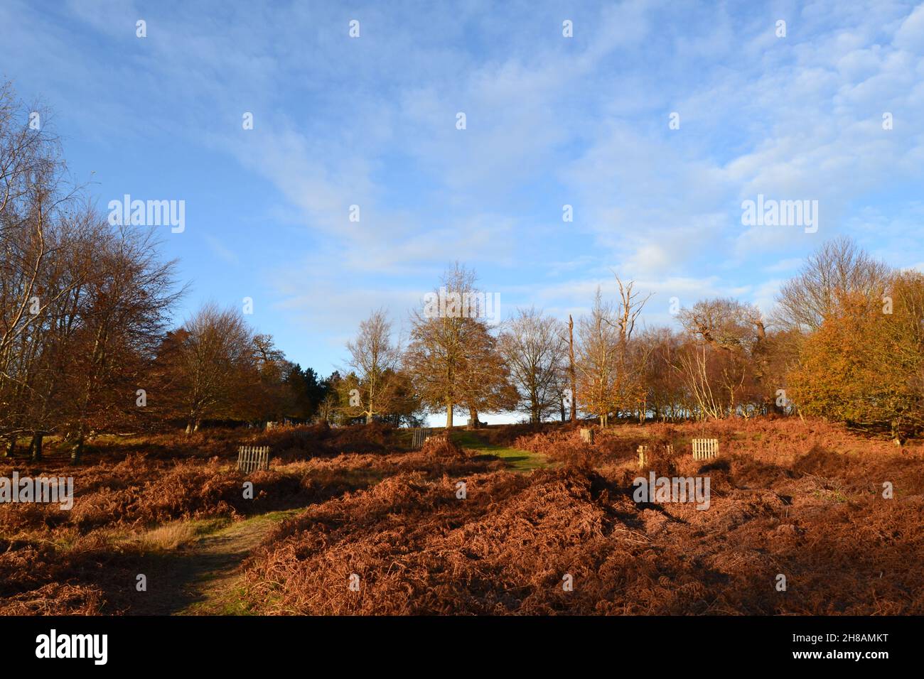 Bäume und Bracken/Farne im Spätherbst/frühen Winter im Knole Park, Sevenoaks, Kent, einem seit Jahrhunderten angelegten Wildpark. König Heinrich VIII. Jagte hier. Jetzt NT. Stockfoto