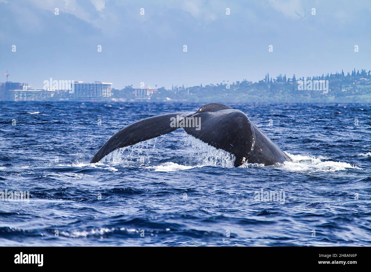 Massiver Buckelwal-Schwanz, als er wieder in den Ozean auf Maui eindringt. Stockfoto