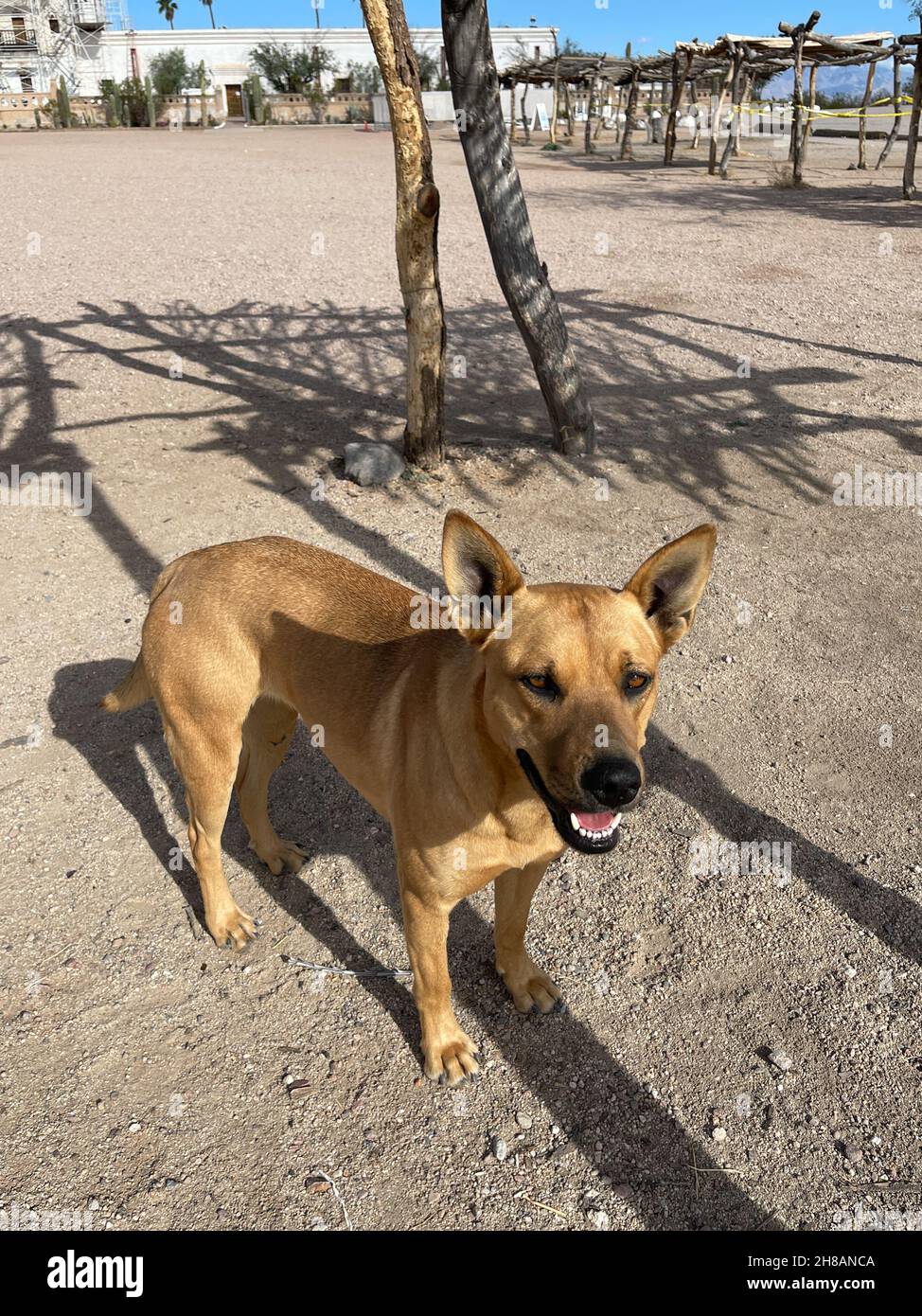 Freundlicher streunender Hund am Straßenrand. Stockfoto