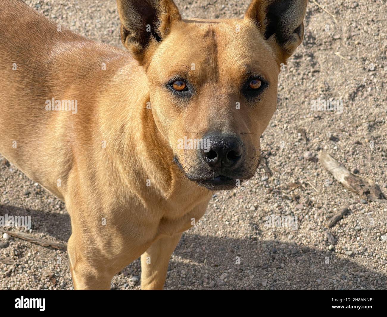 Nahaufnahme eines freundlichen Mischlingshundes mit Blick auf die Kamera Stockfoto