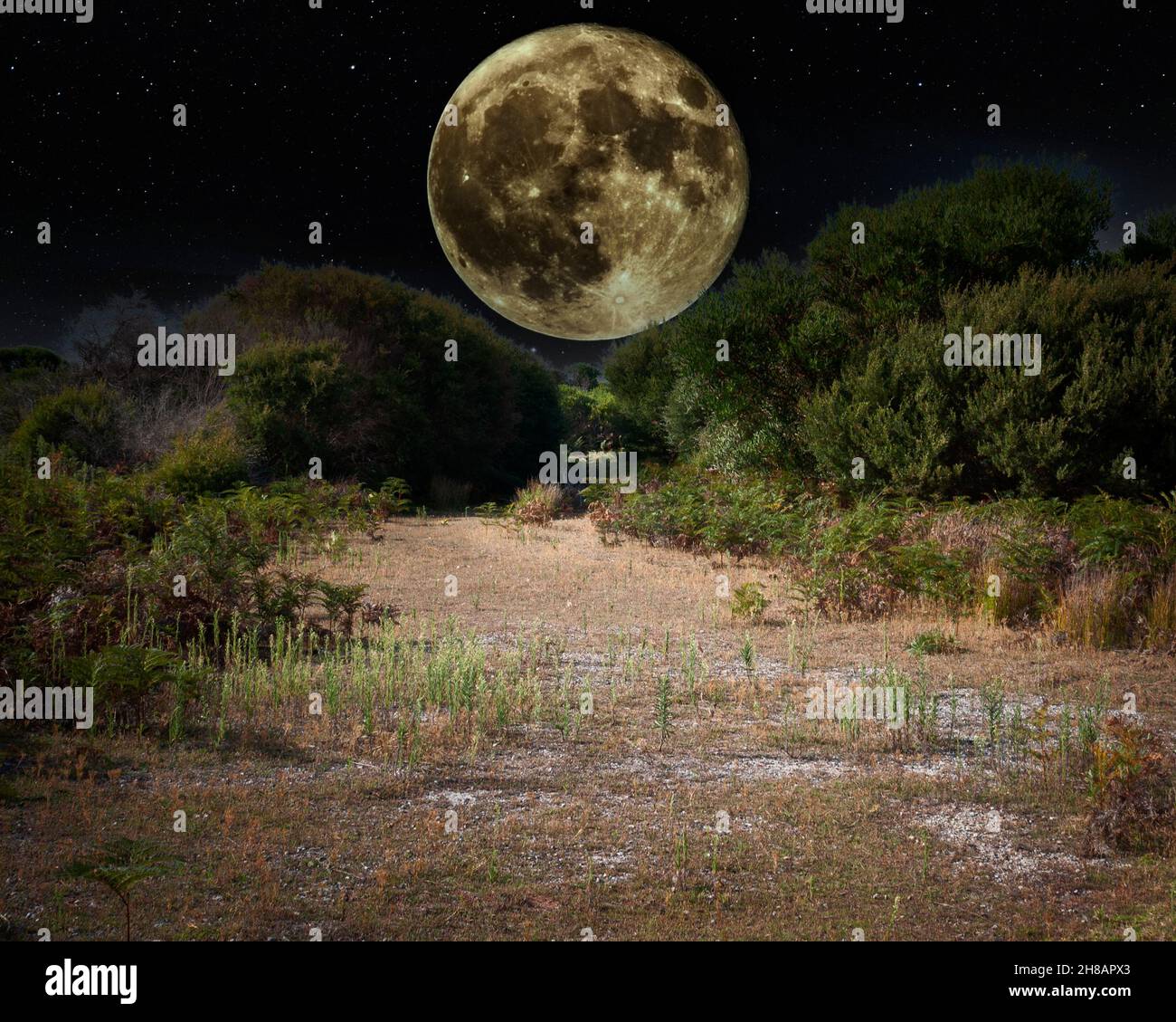 Kängurus bei Vollmond Stockfoto