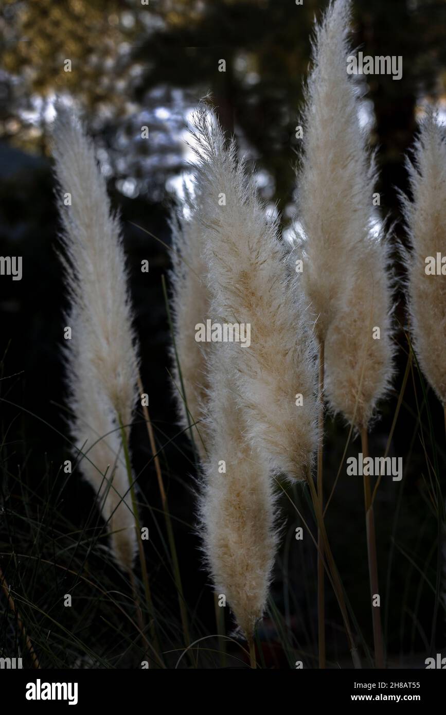 Featheriges Pampagras in einer Gruppe in einem Garten Stockfoto