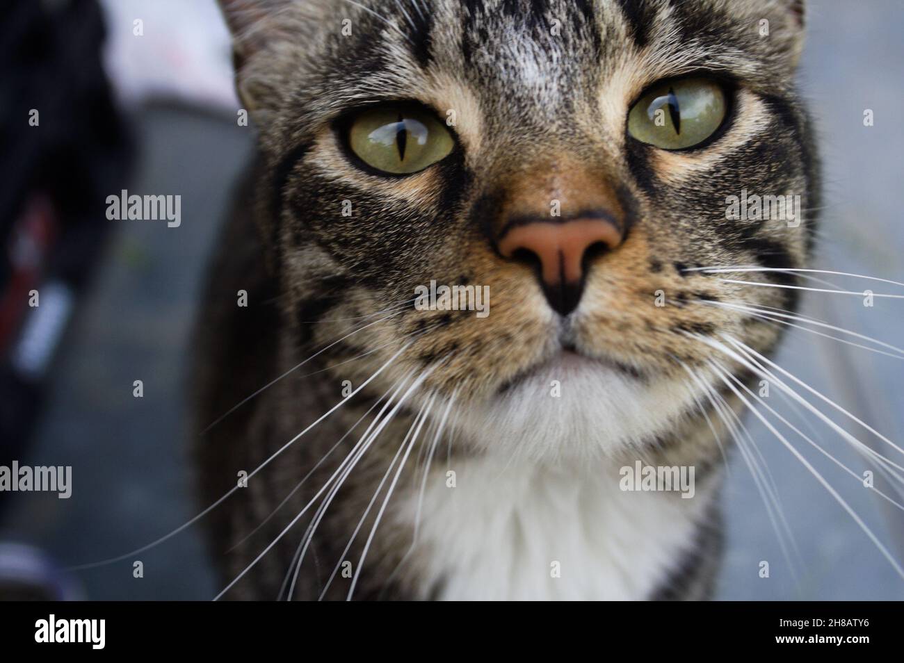 Eine braun gestromte Katze mit einem Ausdruck von Interesse an seinen grünen Augen blickt direkt in die Kamera auf einer Terrasse mit einem unscharf eingestellten Hintergrund. Stockfoto