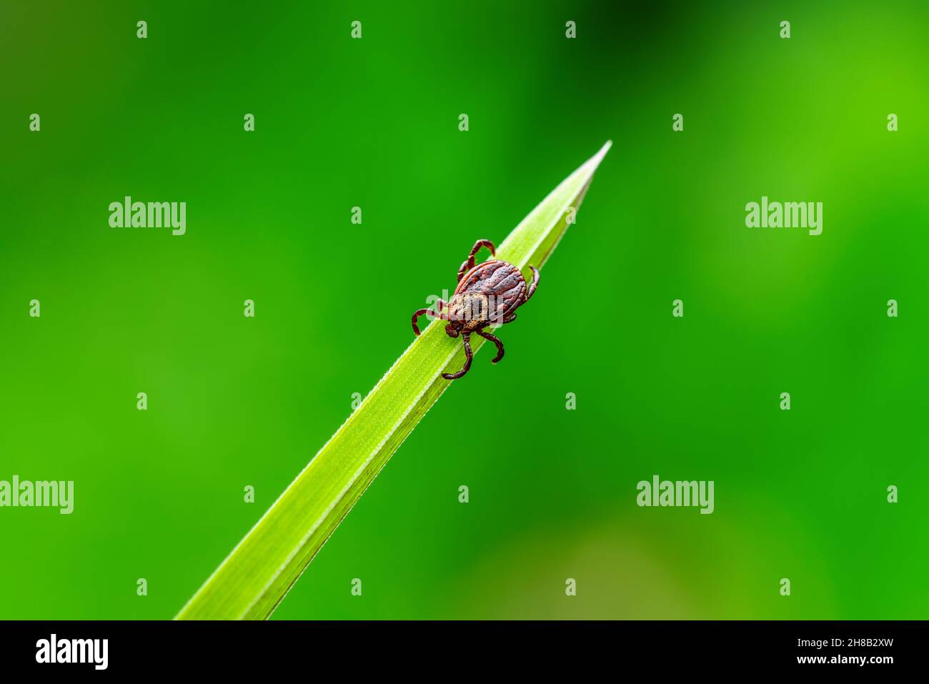 Auf Gras kriechende Insekte der Eckenephalitis. Encephalitis Virus oder Lyme-Borreliose Infektiöse Dermacentor Tick Arachnid Parasit Makro. Stockfoto