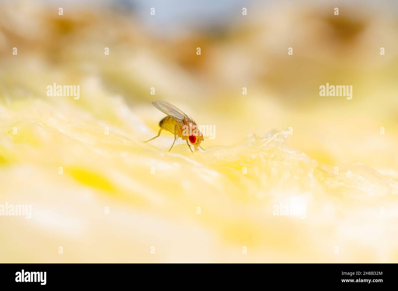 Tropische Fruchtfliege Drosophila Diptera parasitiert Insektenpest auf reifem Fruchtgemüse Macro Stockfoto