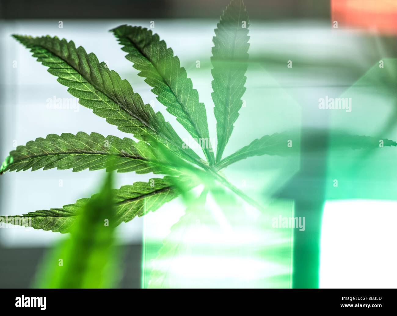 Cannabispflanzen, die im Labor für die pharmazeutische Forschung angebaut werden Stockfoto