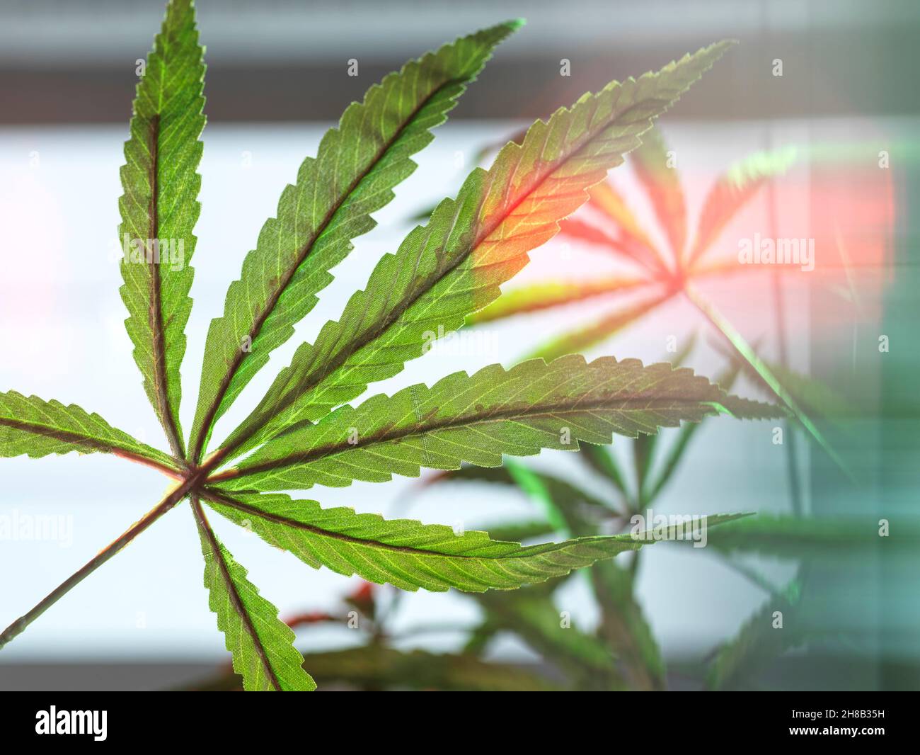 Cannabispflanzen, die im Labor für die pharmazeutische Forschung angebaut werden Stockfoto