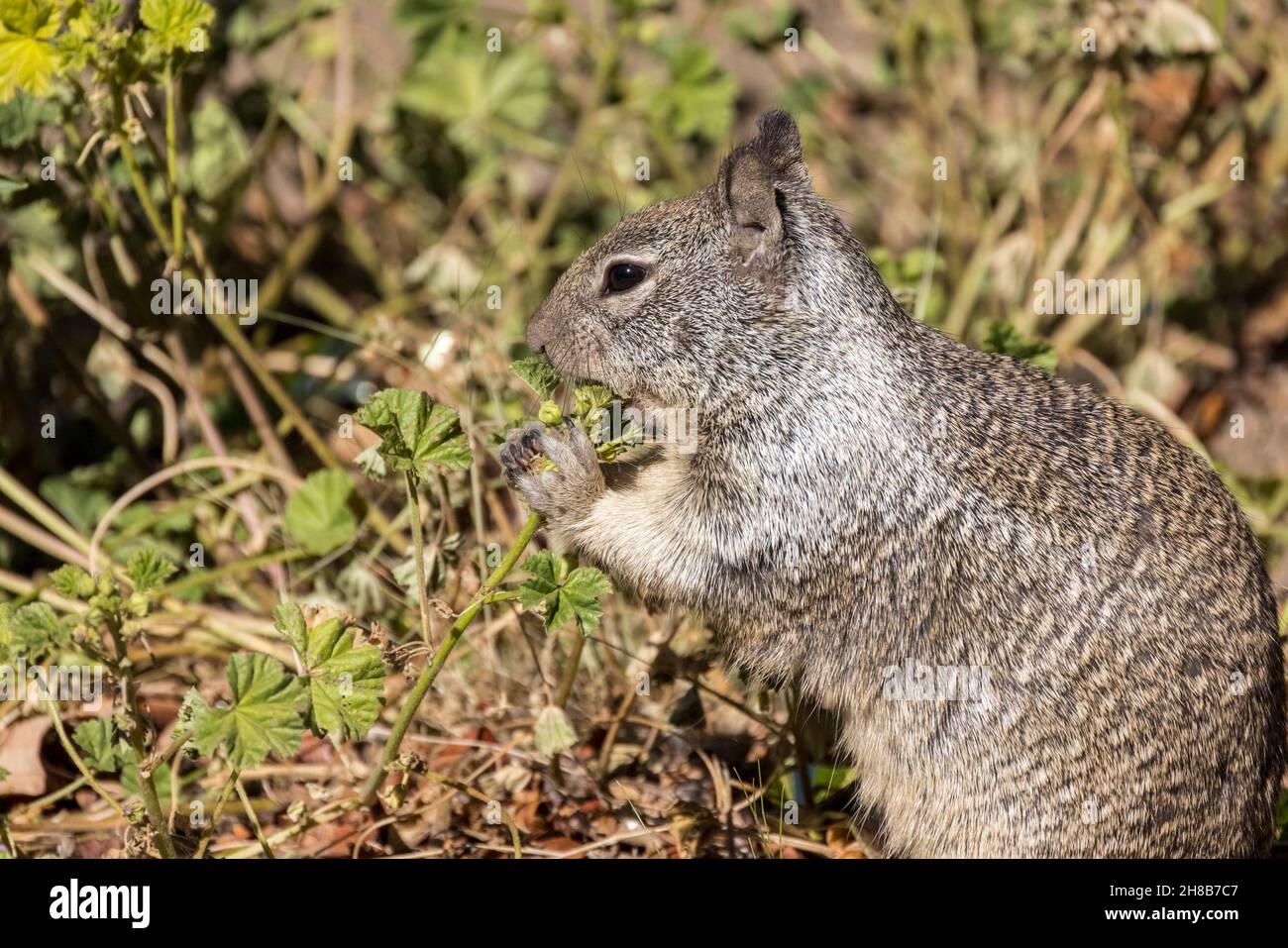 Eichhörnchen sitzt mit beiden Pfoten auf, um seinen Mund voll zu stopfen Stockfoto