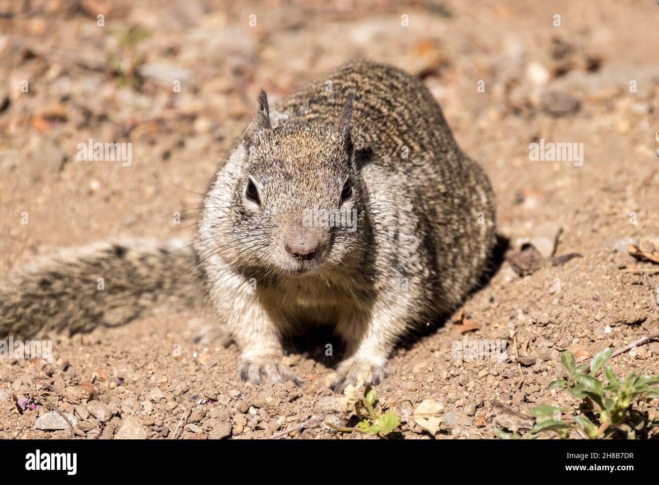 Eichhörnchen mit vollen Wangen kratzt im Dreck für mehr Snacks Stockfoto