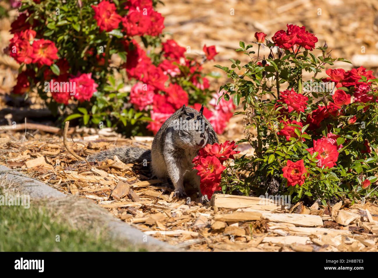 Eichhörnchen schließt die Augen und schnüffelt am zarten Duft der Rosen Stockfoto