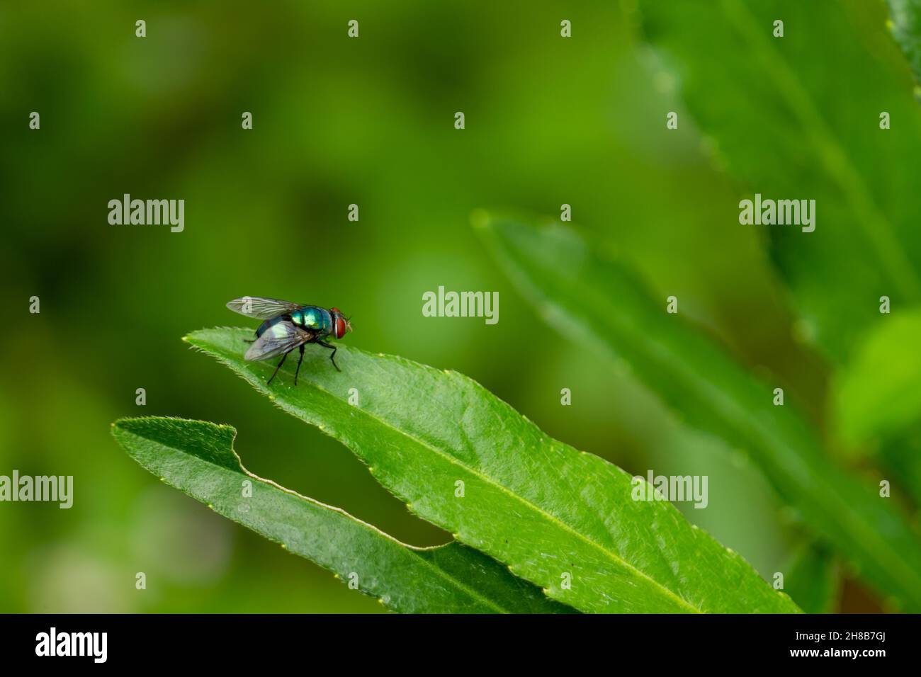 Eine Fliege thront auf einem grünen Blatt, der Hintergrund der Blätter ist grün mit warmem Sonnenlicht, Kopierraum Stockfoto