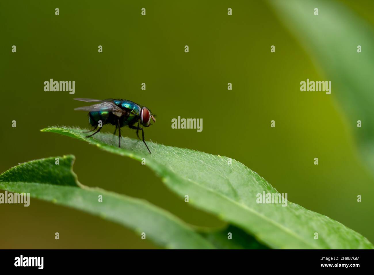 Eine Fliege thront auf einem grünen Blatt, der Hintergrund der Blätter ist grün mit warmem Sonnenlicht, Kopierraum Stockfoto