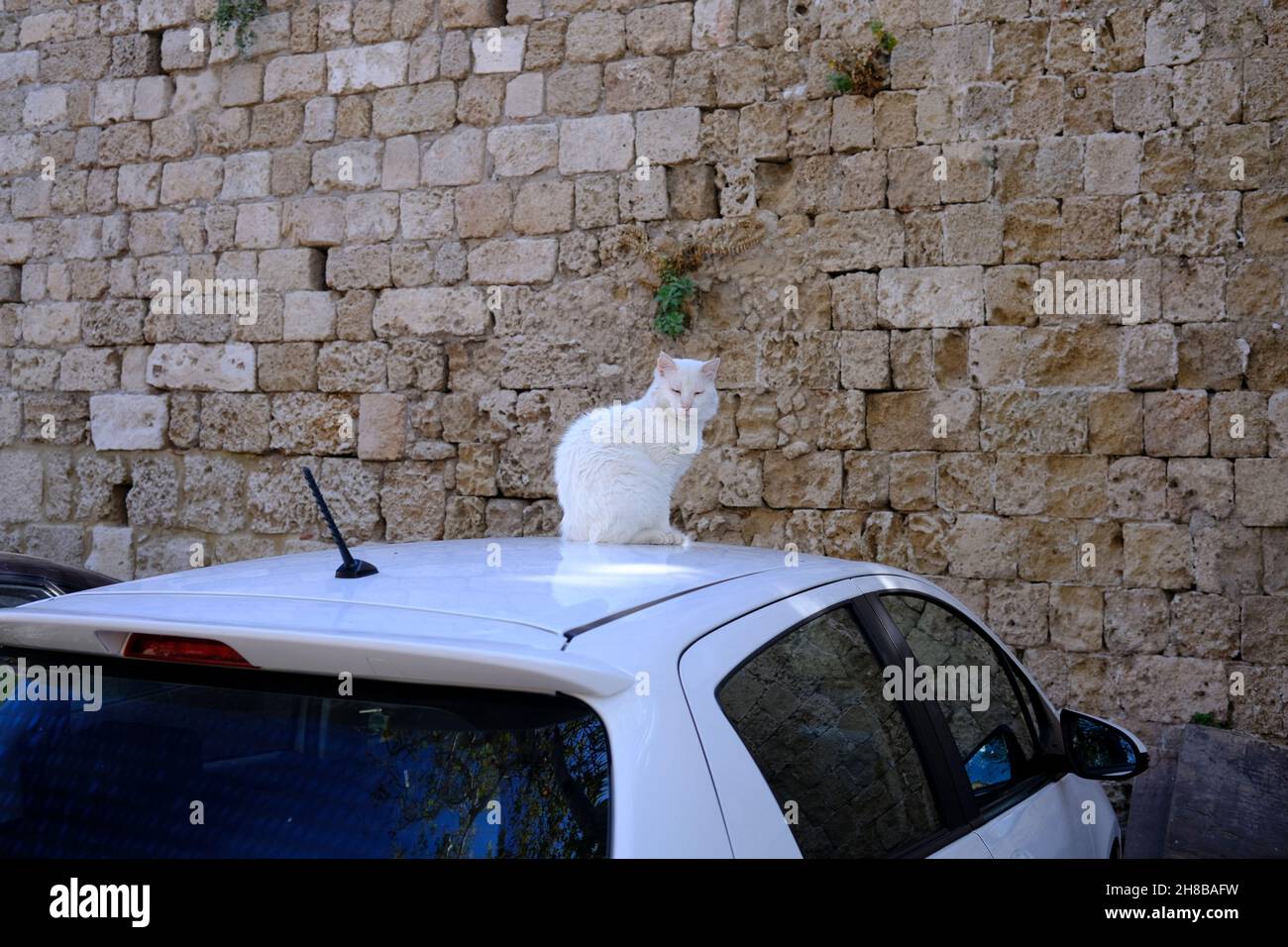 Streunende Katze sitzt auf einem Auto in Rhodos, Griechenland Stockfoto