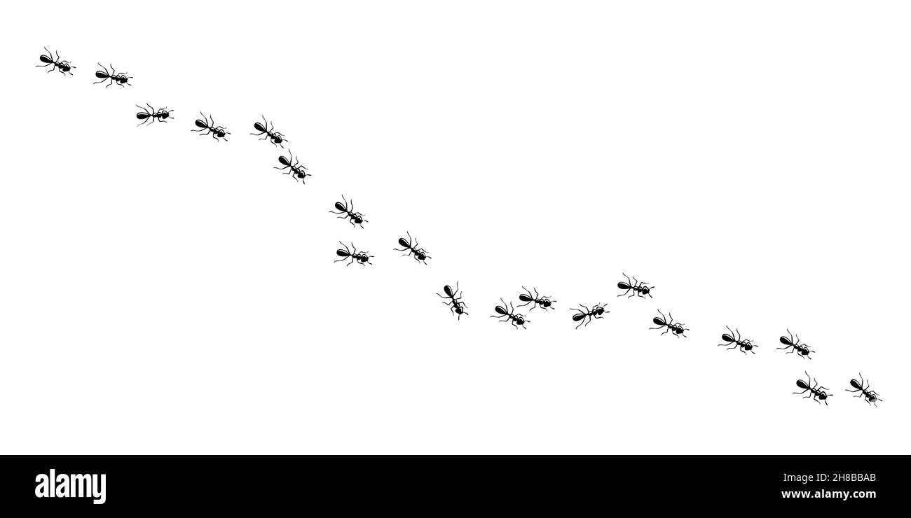 Ameisen marschieren auf der Spur und suchen nach Essen. ArbeitsAmeisenweg isoliert auf weißem Hintergrund. Vektorgrafik Stock Vektor