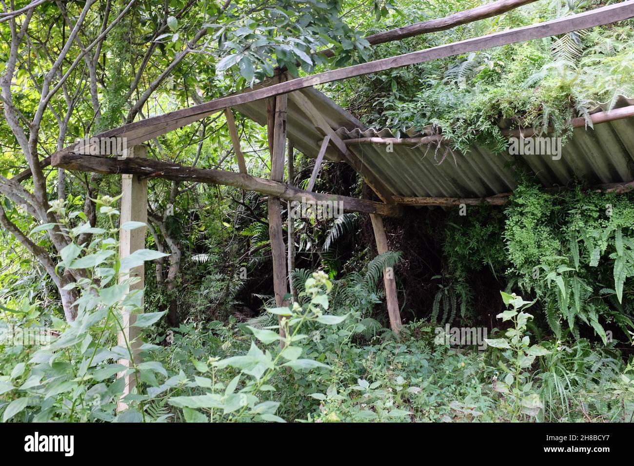 Verlassene Häuser im Wald Stockfoto