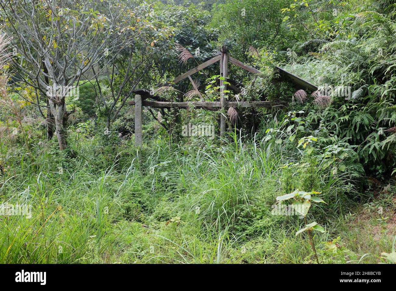 Verlassene Häuser im Wald Stockfoto