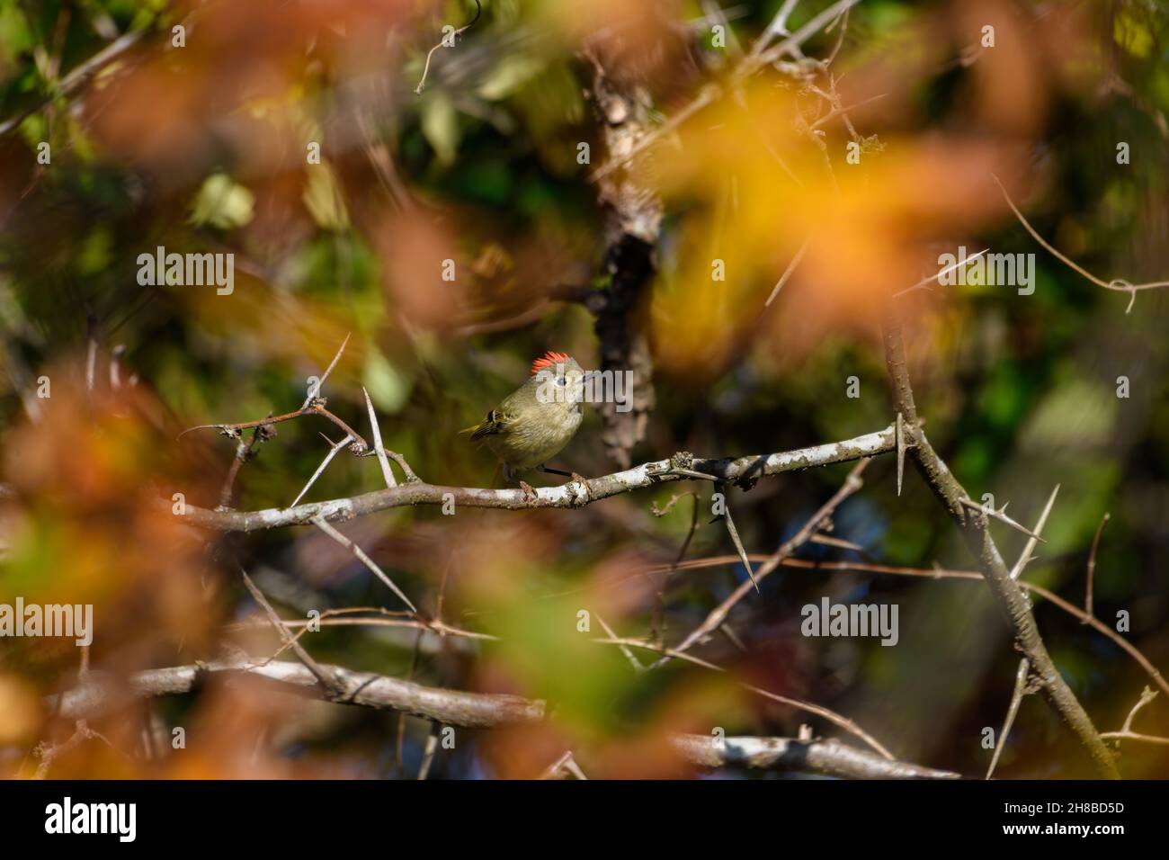 Rubinkronenkönigchen, Corthylio calendula, Orden: Passeriformes, Familie: Regulidae Stockfoto