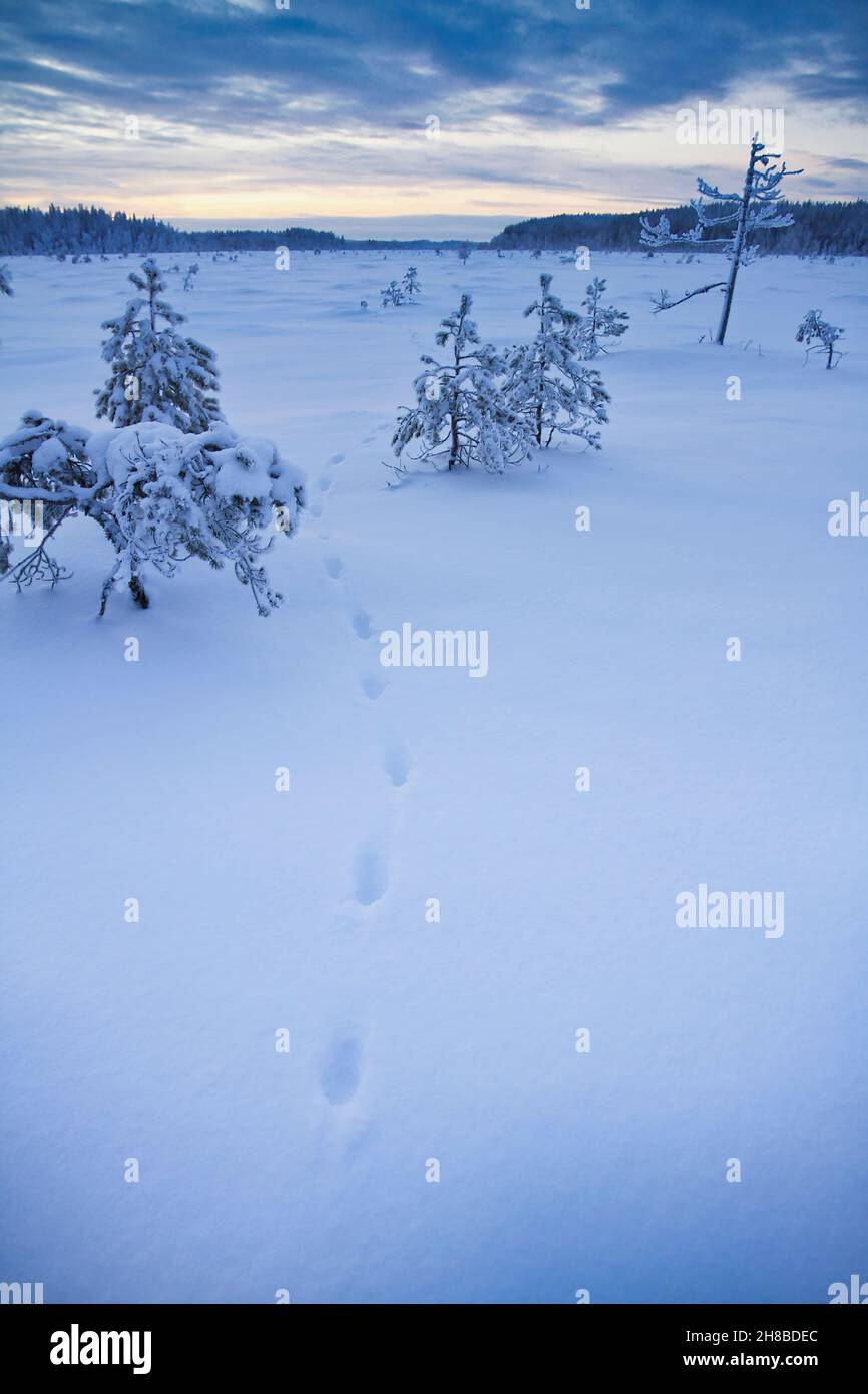 Spuren eines Fuchses in einem Sumpf im Winter. Nächtliche Spuren eines Fuchses über einem Sumpf. Stockfoto