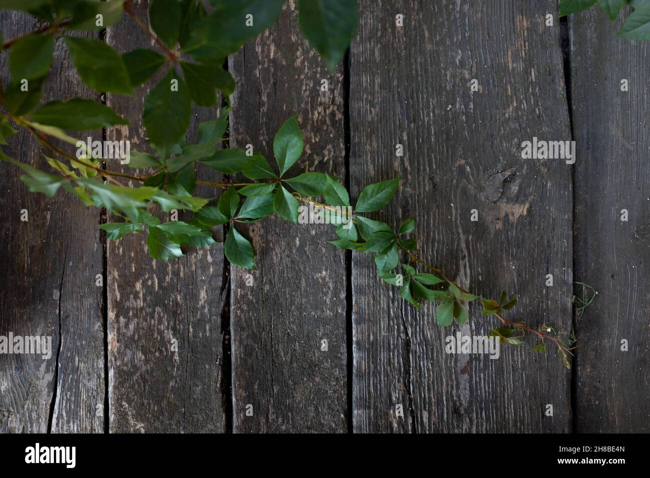 Eine grüne Pflanze auf dunklem Holzgrund. Weinstock, Efeu. Flach liegend. Draufsicht. Stockfoto