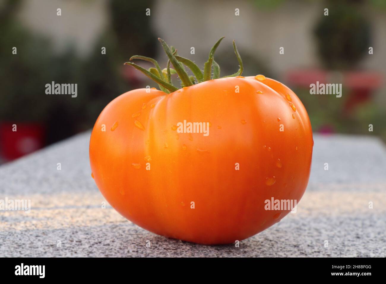 Gelbe Reife Tomate. Eine Frische Orange Tomate. Stockfoto