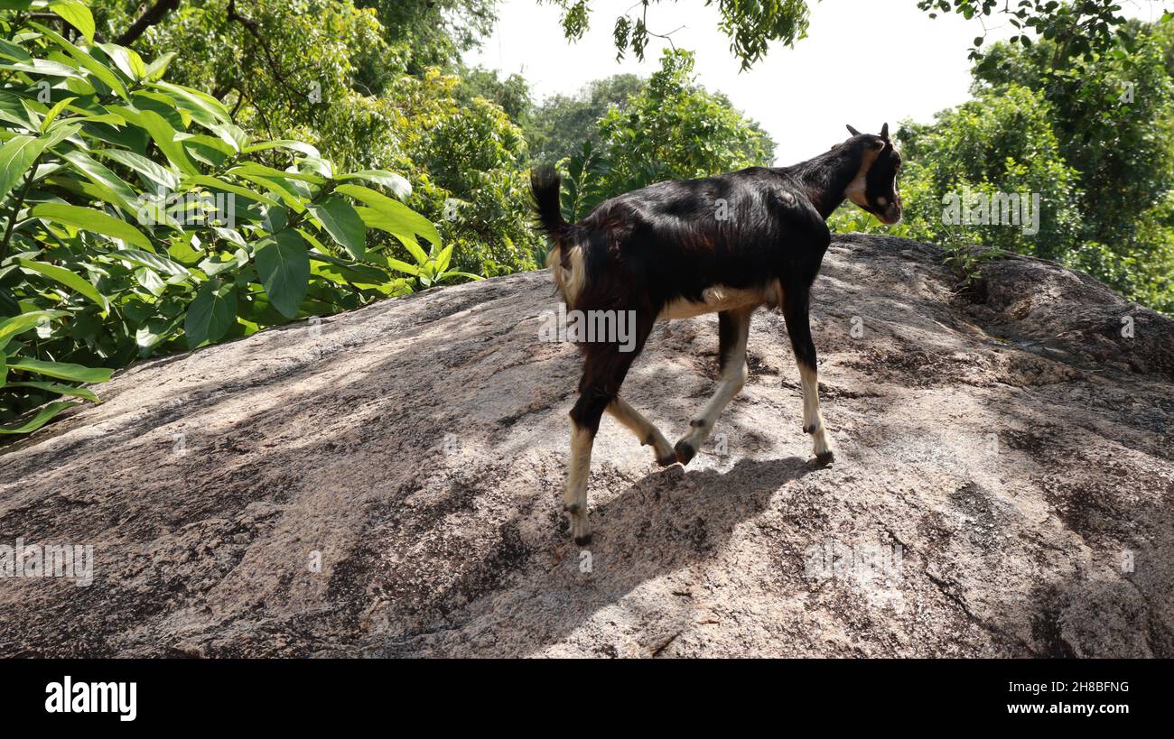 Ziegenansicht von grünen Mosaikpflanzen auf einem Felsen Stockfoto