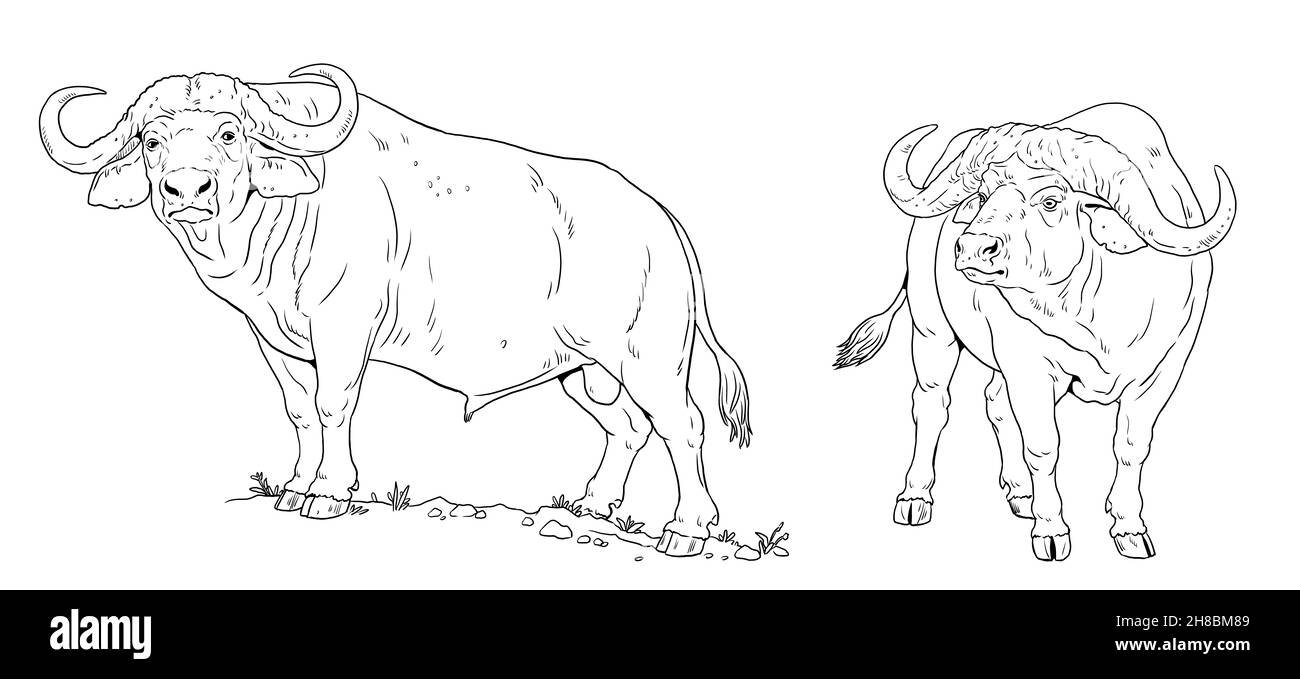 Afrikanische Büffelzeichnung. Digitale Vorlage zum Färben mit fünf großen Tieren. Stockfoto