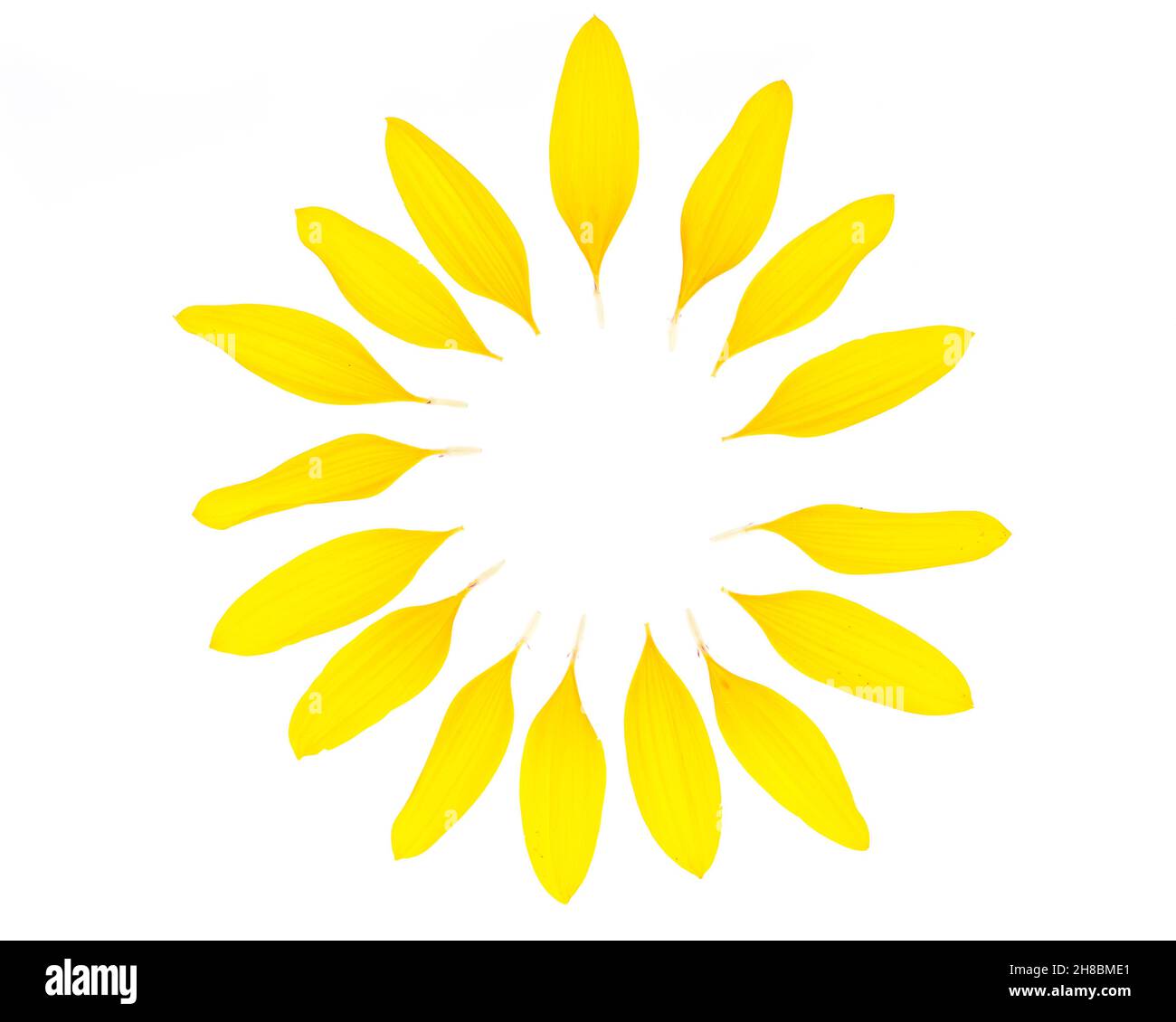 Ein Kreis machte ​​from Sonnenblumenblätter Stockfoto