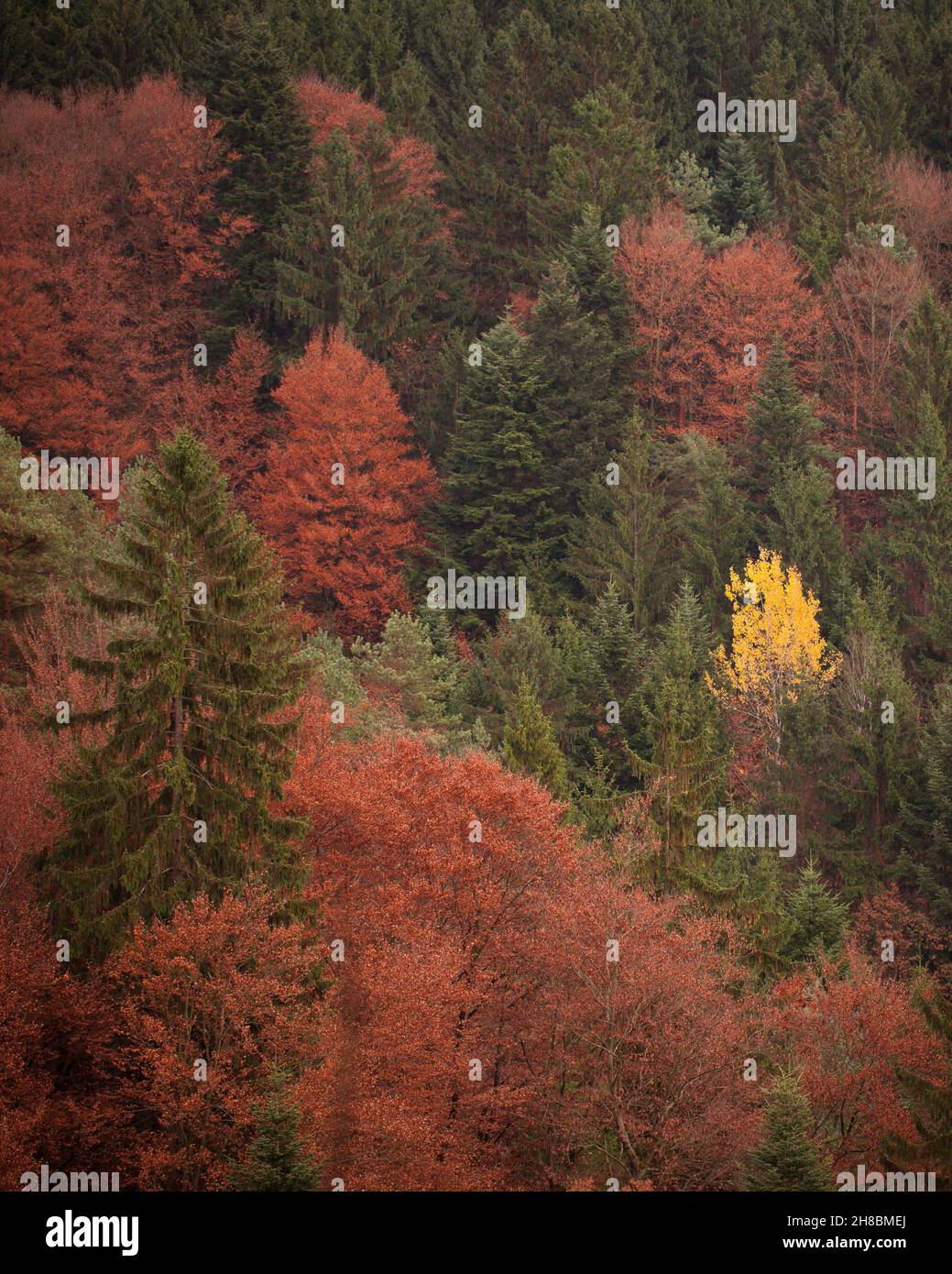 Bunte Wälder im Herbst Stockfoto
