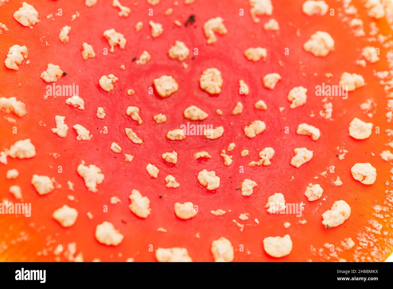 Pilze: Hintergrund der Toadstools (amanita muscaria) Details der Spitze / Hut Stockfoto