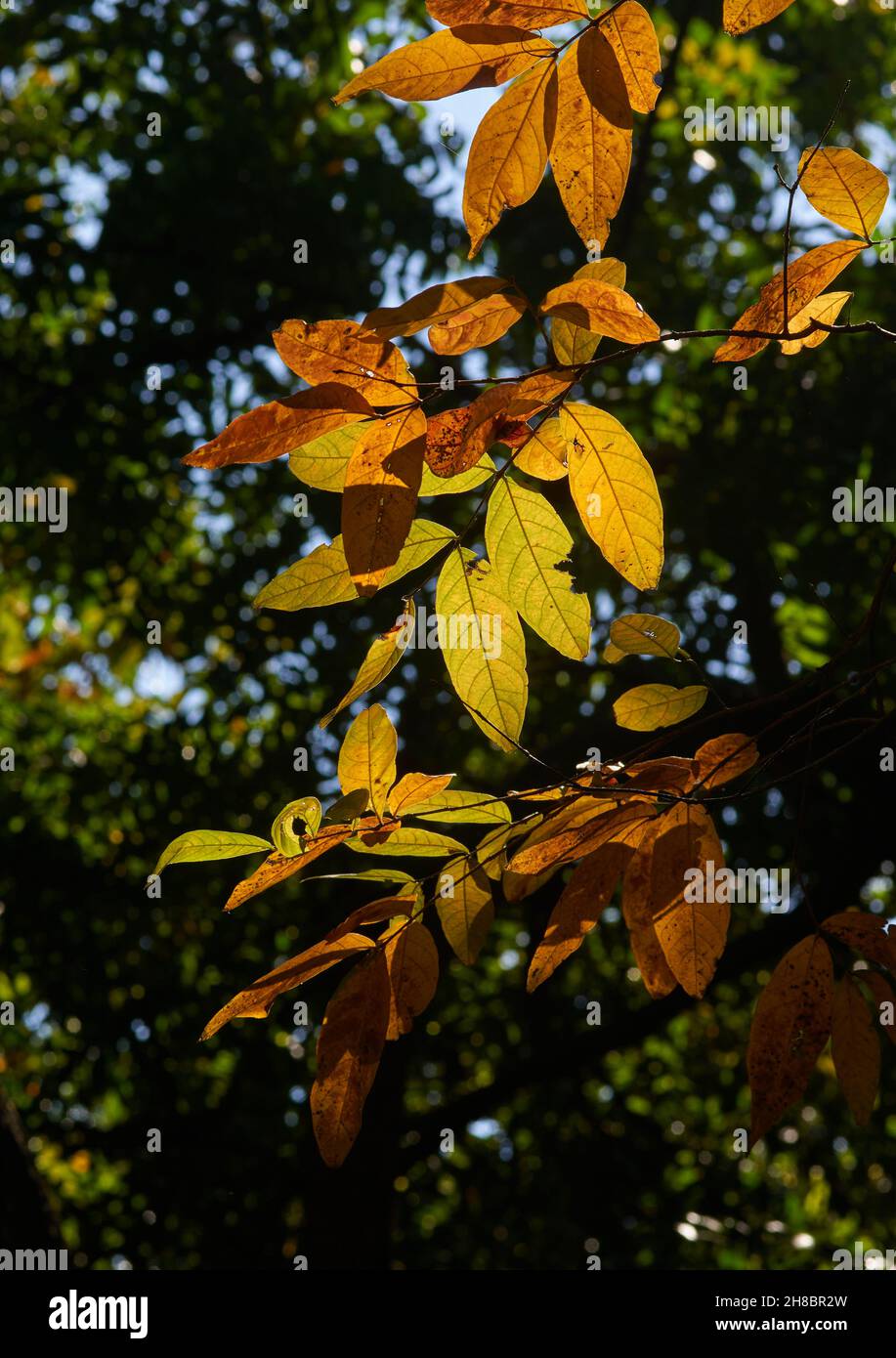 Die Farben der Blätter im Herbst Stockfoto