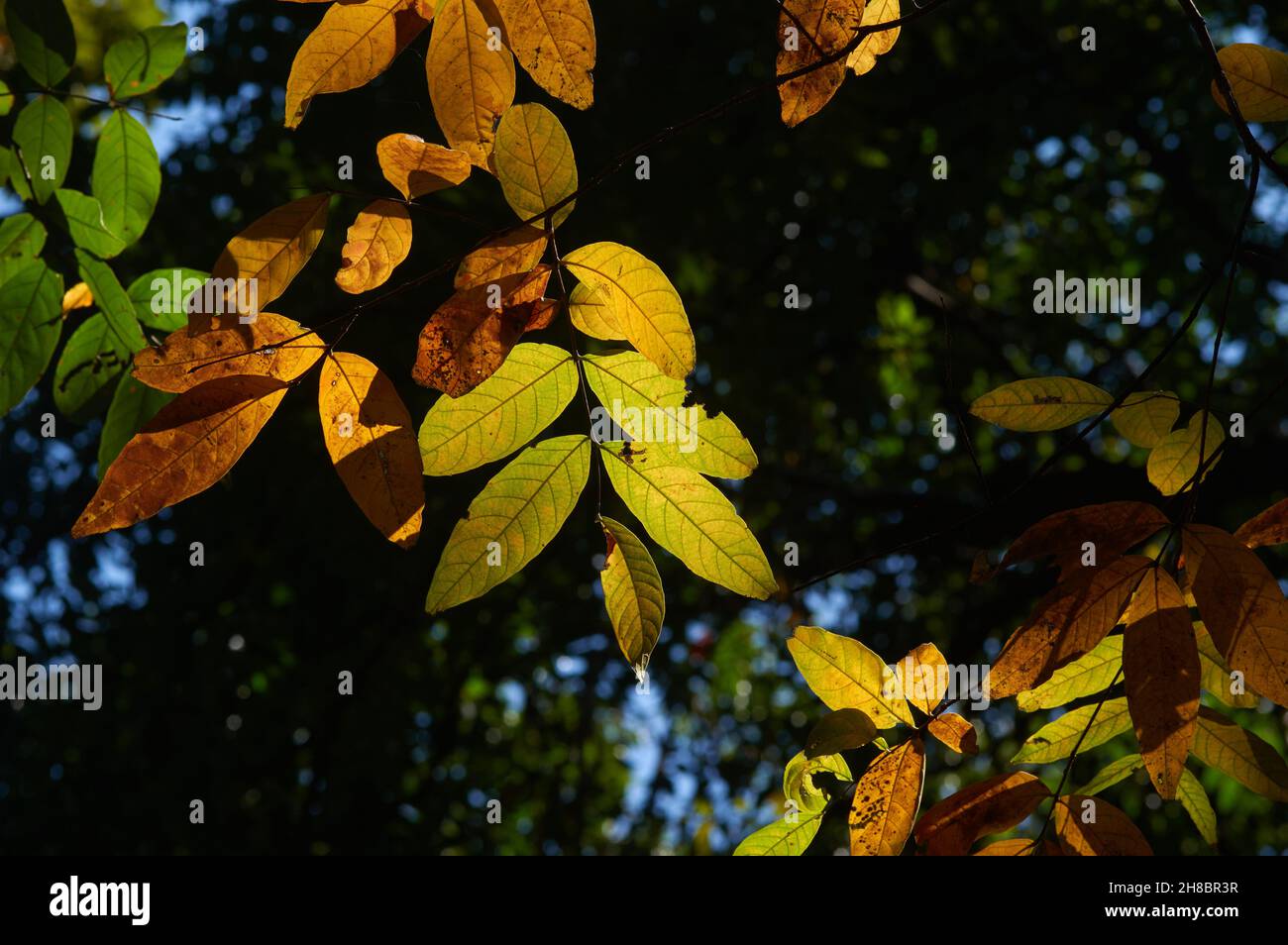 Die Farben der Blätter im Herbst Stockfoto