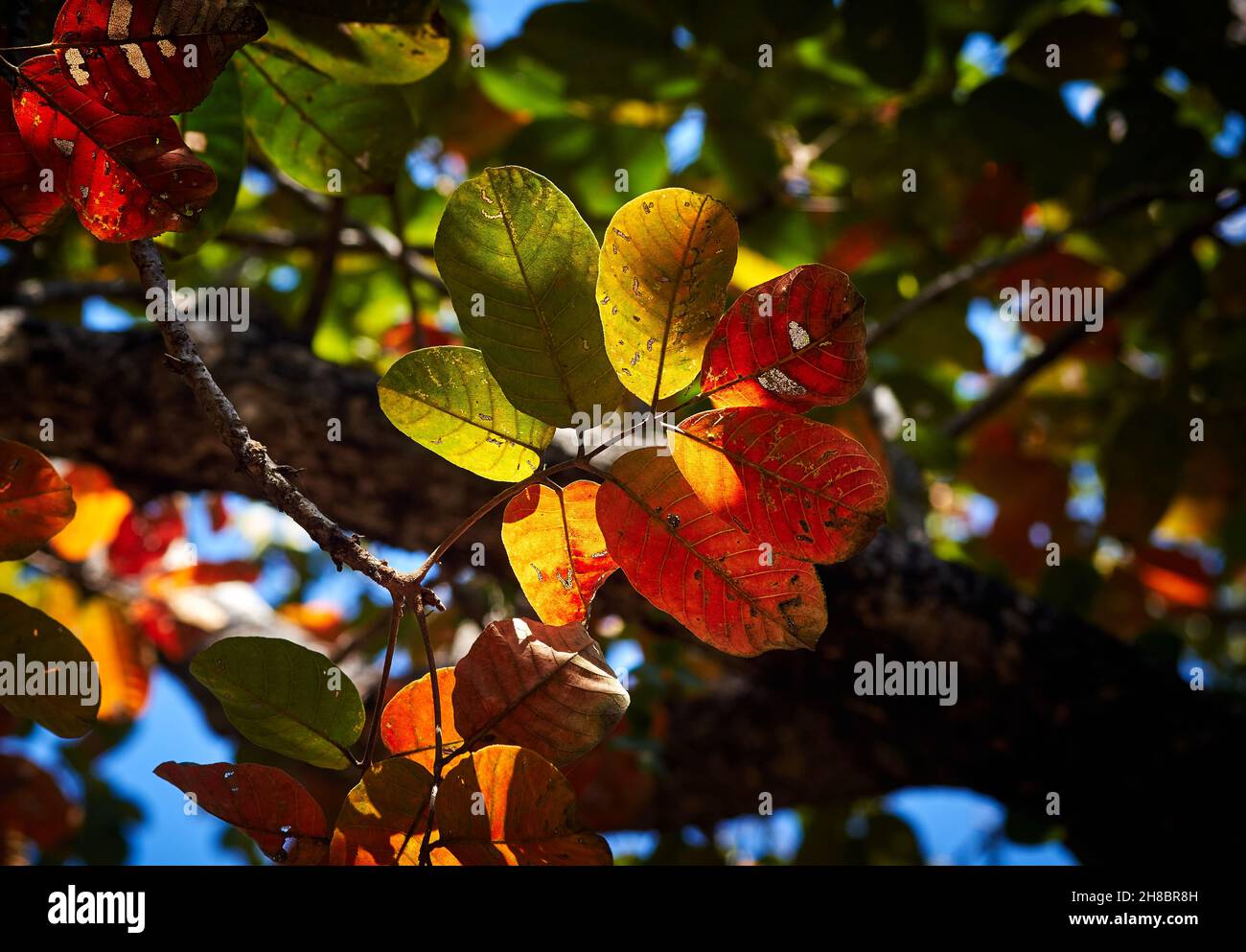 Die Farben der Blätter im Herbst Stockfoto