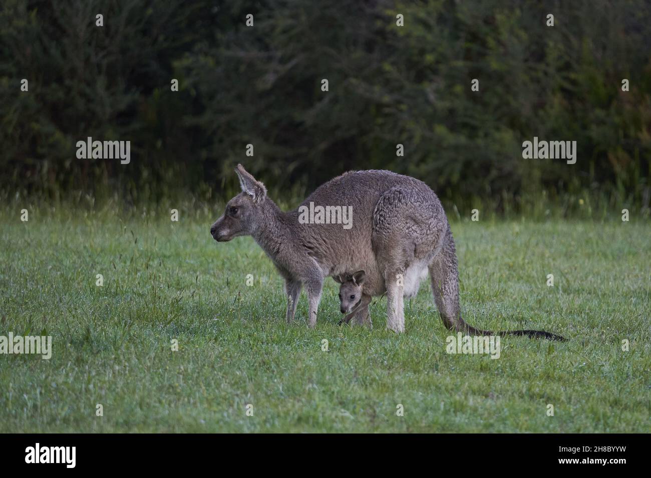 Nahaufnahme eines niedlichen Kängurus und Babys in einer Tasche mit Joeys im Cardinia Reservoir Stockfoto