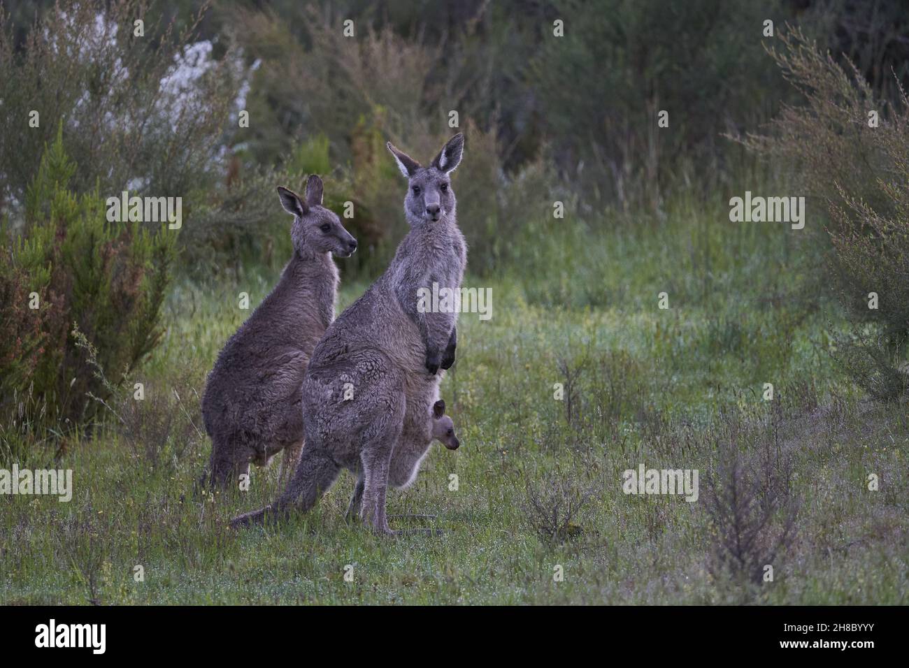 Nahaufnahme von niedlichen Kängurus und Baby in einer Tasche mit Joeys am Cardinia Reservoir Stockfoto
