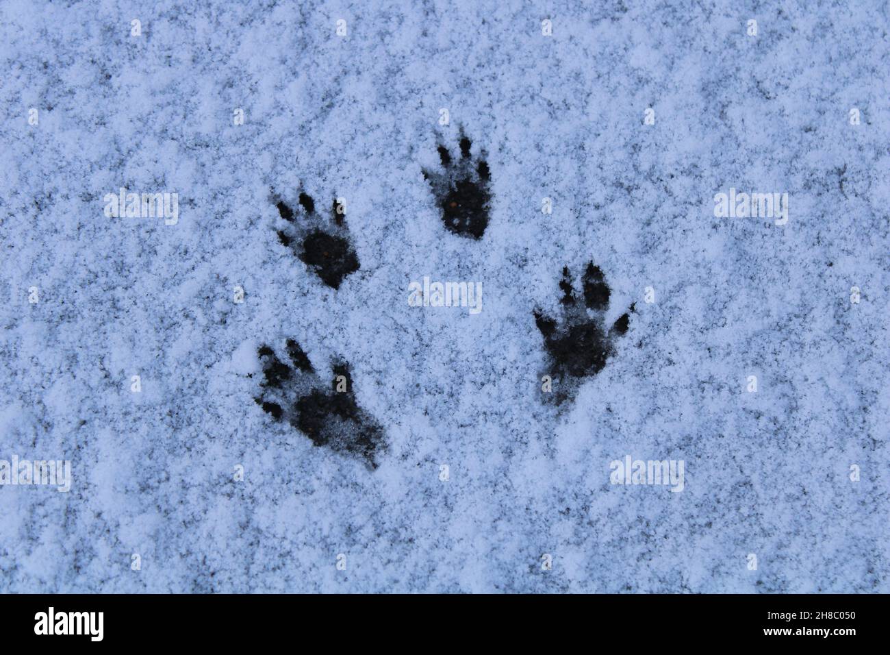 Sciurus carolinensis Spuren von Eichhörnchen im Schnee, Spuren von Tieren Stockfoto