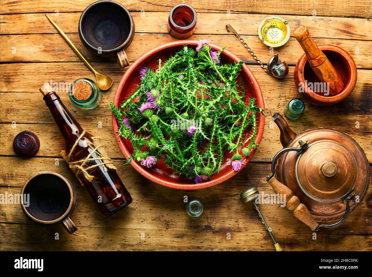 Distel oder Silybum marianum in der Kräutermedizin milken Stockfoto