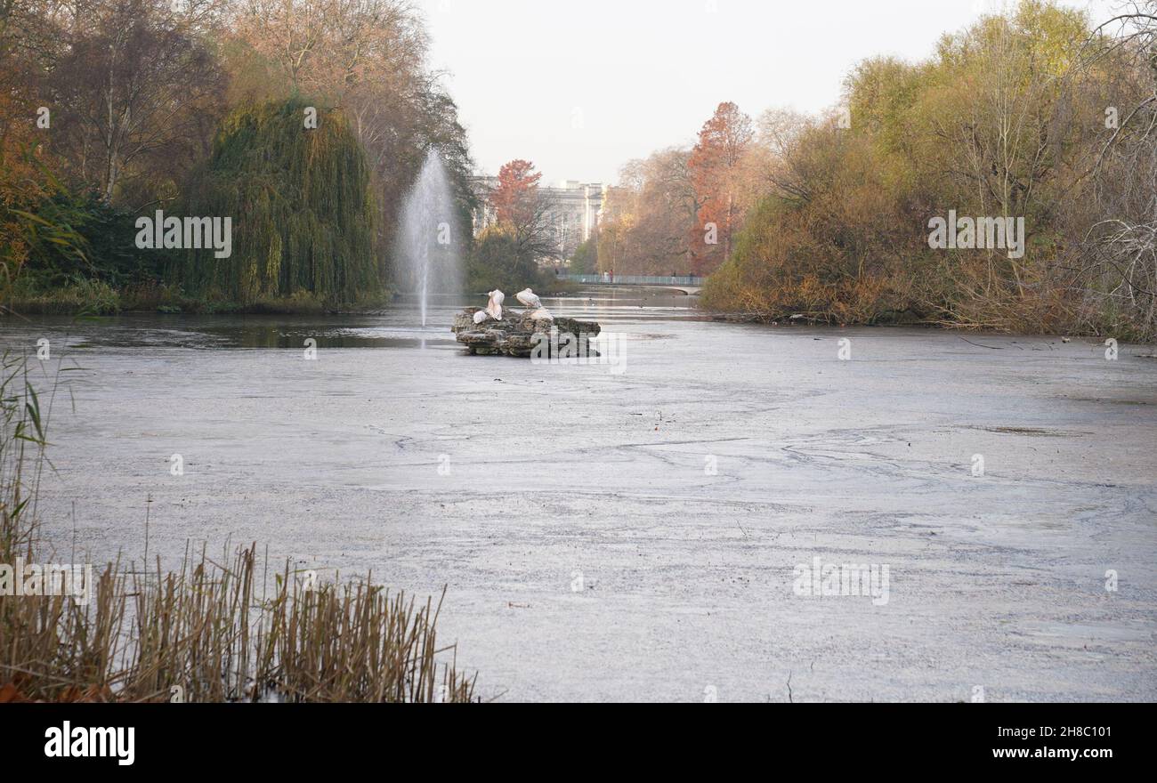 Eis bildet sich auf der Oberfläche eines gefrorenen Sees im St James's Park im Zentrum von London, nachdem die Nachttemperaturen in London unter den Gefrierpunkt gefallen sind. Bilddatum: Montag, 29. November 2021. Stockfoto