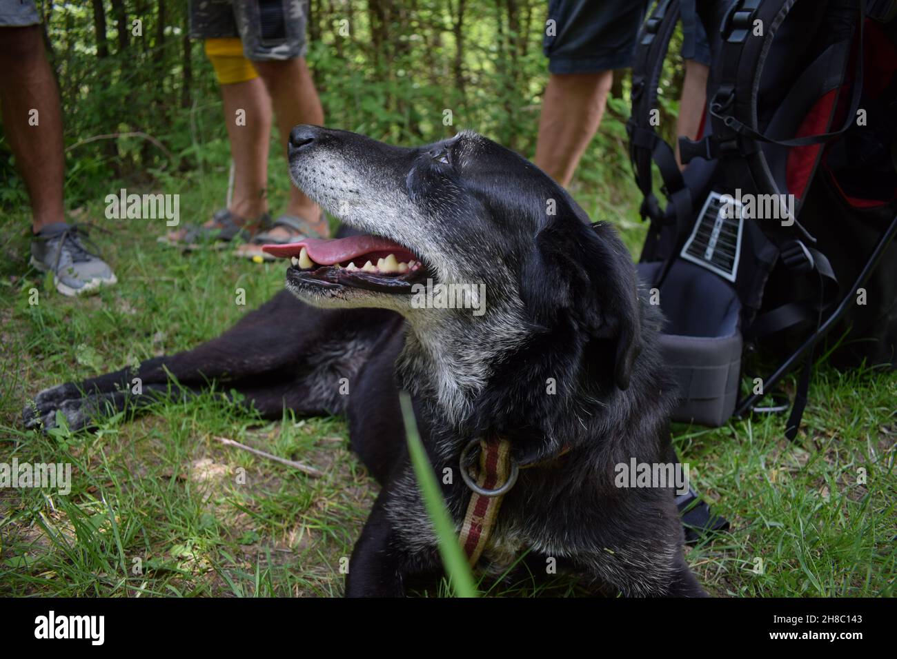 Flacher Retriever, der auf Waldboden liegt und hinter dem sich männliche Bergsteiger befinden Stockfoto