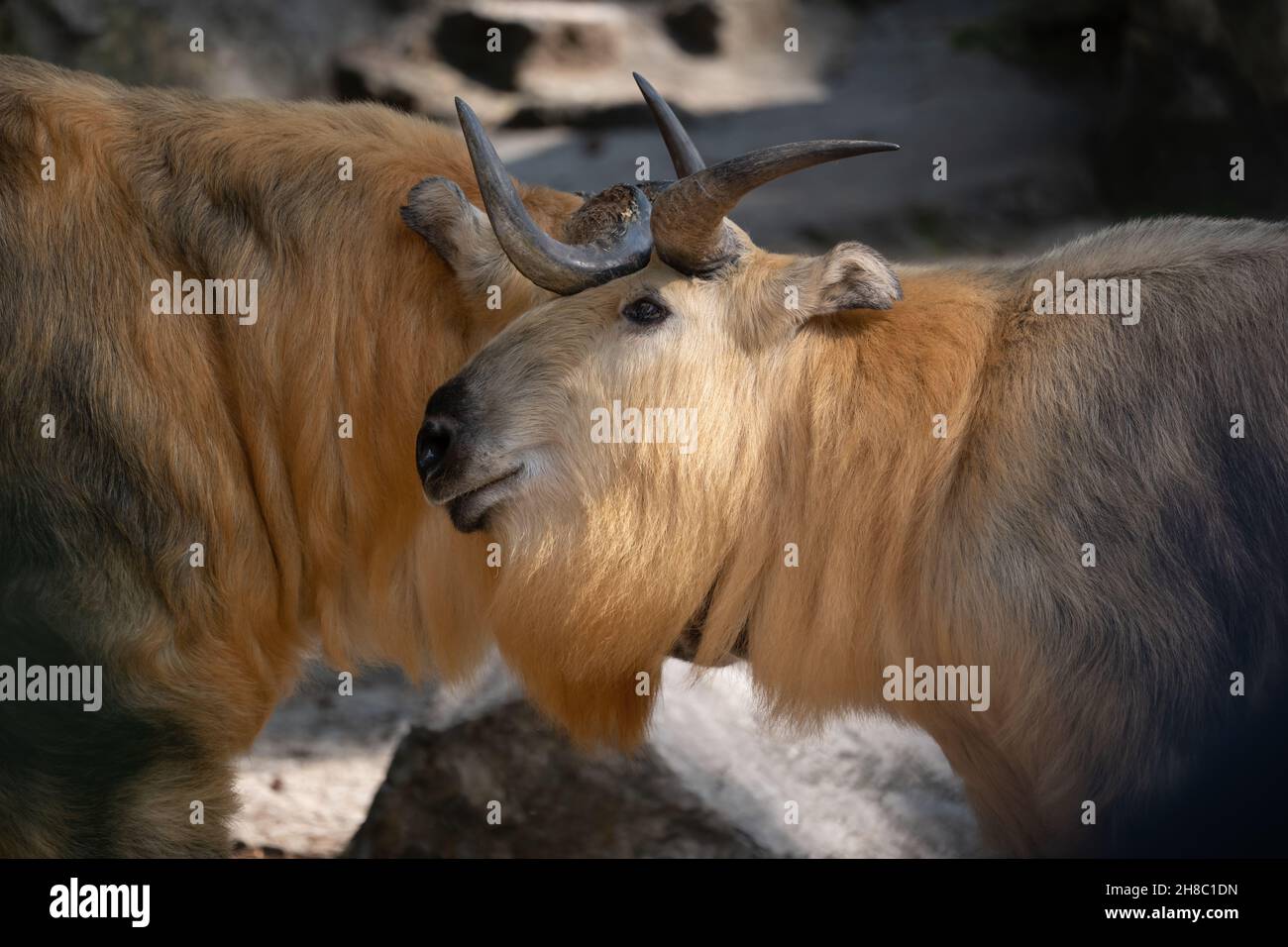 Tibetischer Takin oder Sichuan Takin (Budorcas taxicolor tibetana) Ziegenantilope, Heimatregion: Tibet und die Provinzen Sichuan, Gansu und Xinjiang in C Stockfoto