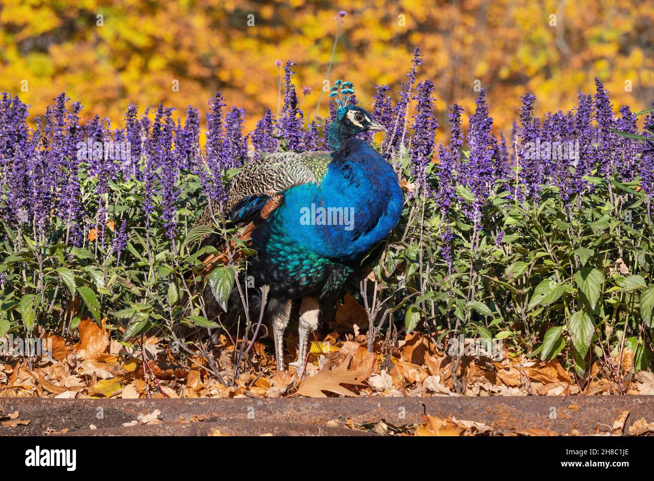 Pfau im Herbst blüht und Blätter im Garten, Vogel in der Familie: Phasianidae. Stockfoto