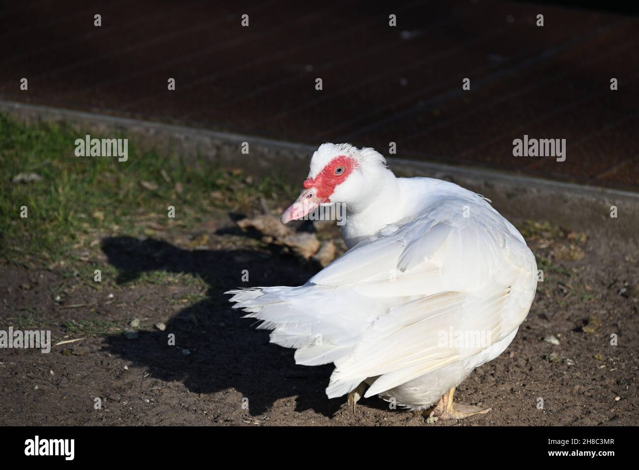 Weiße Moskauer Ente dreht ihren Kopf, um über ihre Schulter zu schauen, während sie auf einem Fleck Schmutz steht Stockfoto