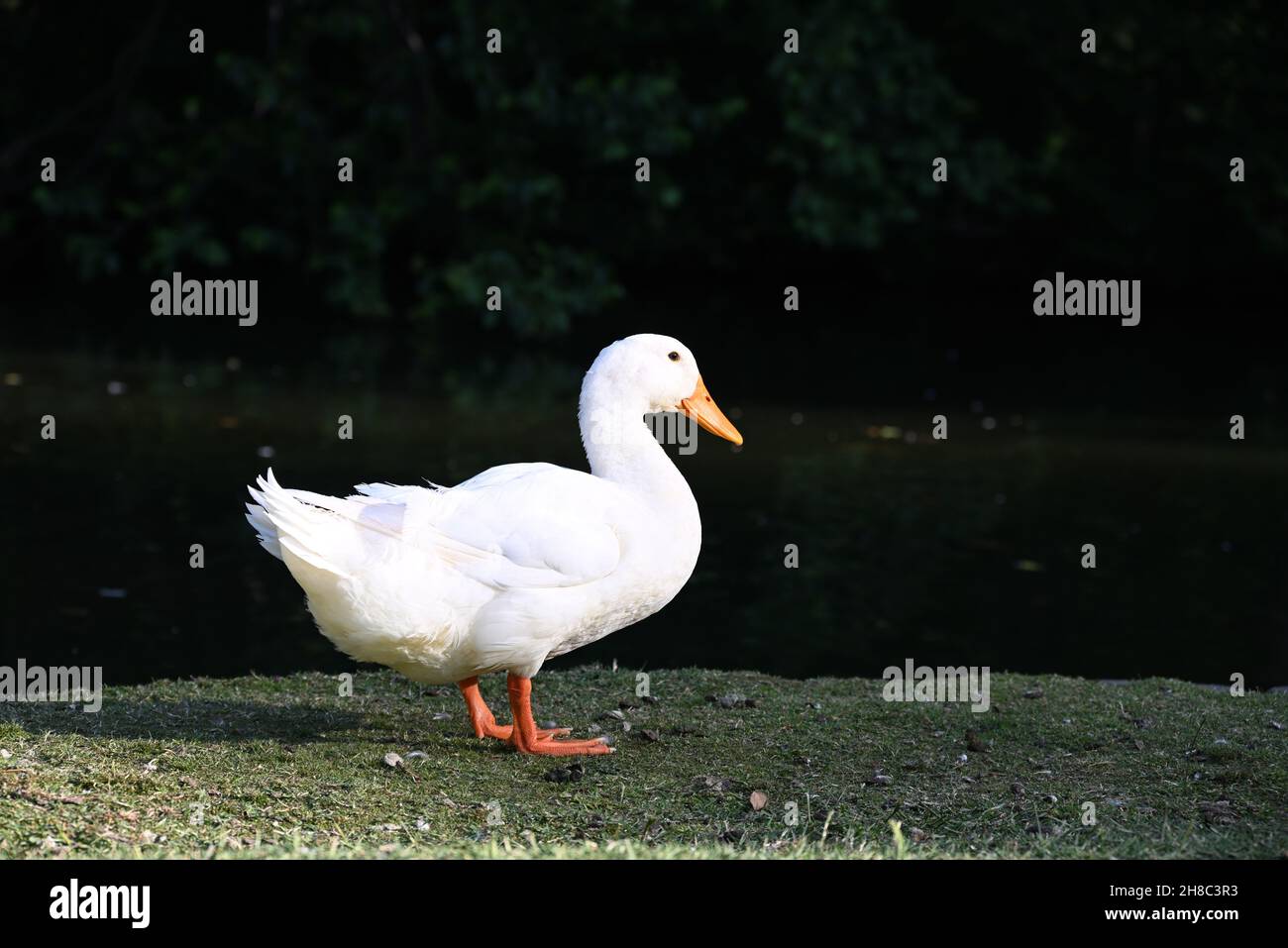 Seitenaufnahme einer leuchtend weißen Ente mit orangefarbenem Schnabel und Beinen, die in einem grasbewachsenen Bereich neben einem See stehen Stockfoto