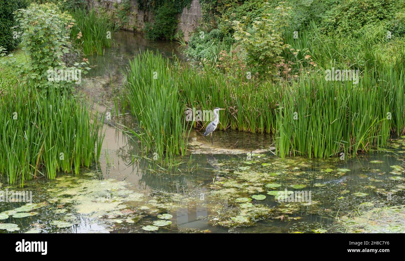 Graureiher, Ardea cinerea ruht sich in Wasser Vogel in Europe.Animals und Wildtiere Hintergrund Stockfoto