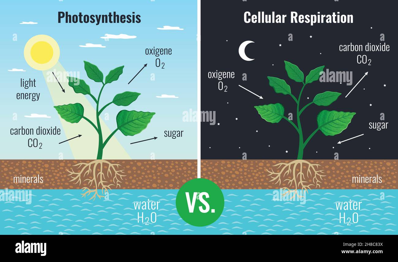 Die Photosynthese Zucker ansammelt und die Zellatmung alle Pflanzen Funktionen Tag Nacht 2 pädagogische Poster Vektor-illustration Betankung Stock Vektor