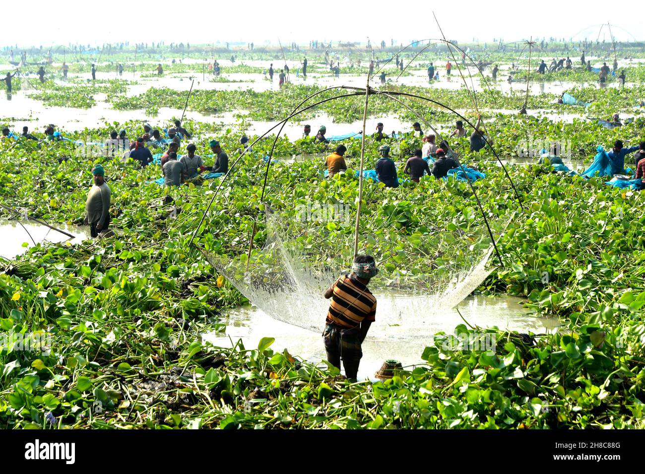 Pabna. 27th. November 2021. Am 27. November 2021 fangen die Menschen in einem sumpfigen Land mit großem Netz in der Hand in Pabna, Bangladesch, Fisch. Quelle: Xinhua/Alamy Live News Stockfoto