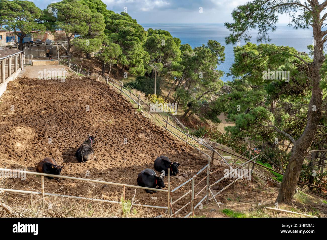 Rinderherde auf der Insel Gorgona, Livorno, Italien Stockfoto