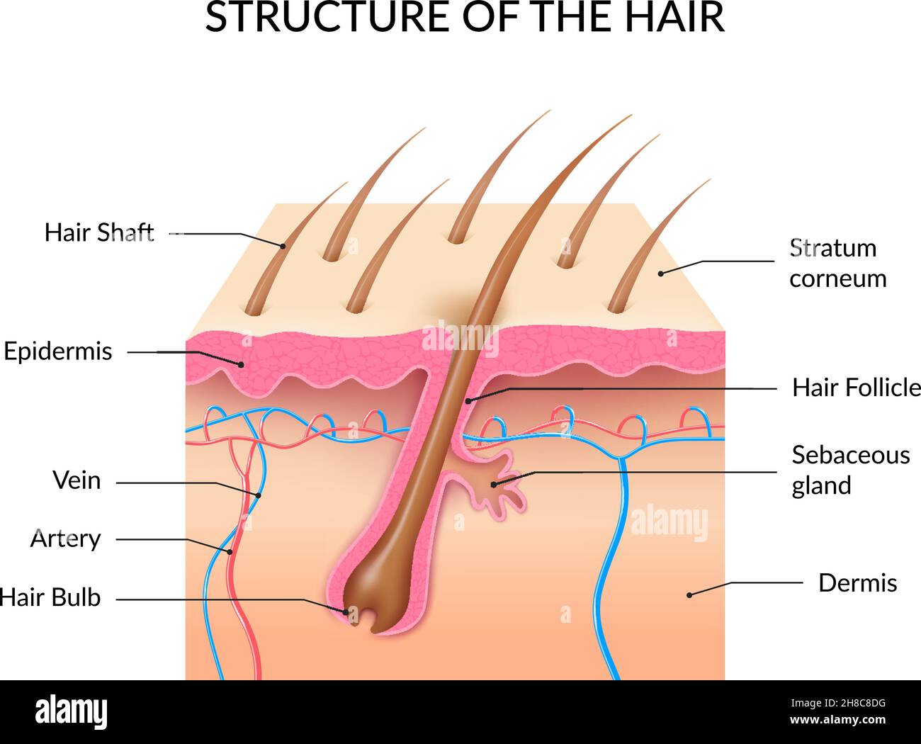 Infografiken zur Anatomie des menschlichen Haares mit Querschnitt der Hautschichten Haarfollikel-Glühbirne und Schaft und Talgdrüse realistischen Vektor Abbildung Stock Vektor