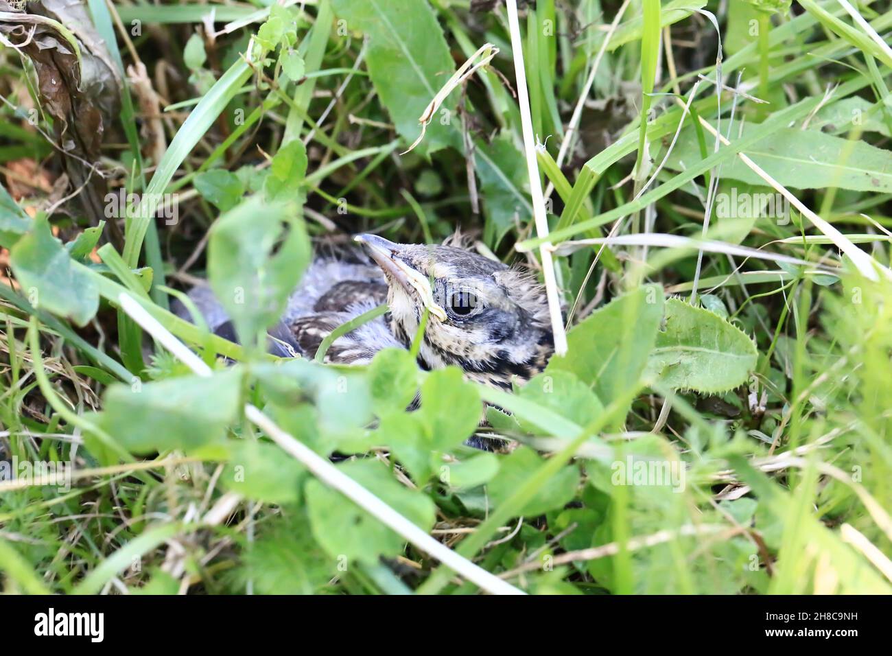 Nestling Vogel in das Gras. Gelbschnabeler, sich schmiegennder Star sitzt im Gras und wartet auf die Eltern. Aus dem Nest geworfen, um fliegen zu lernen. Stockfoto