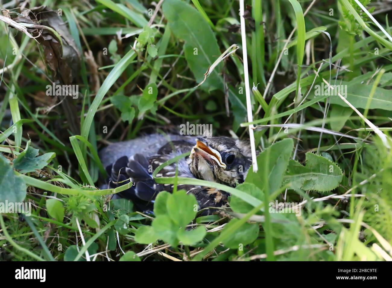 Nestling Vogel in das Gras. Gelbschnabeler, sich schmiegennder Star sitzt im Gras und wartet auf die Eltern. Aus dem Nest geworfen, um fliegen zu lernen. Stockfoto